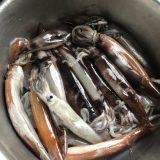 いか🦑イカ🦑烏賊🦑