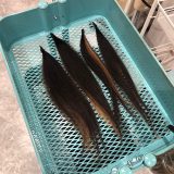 大垣でヘアドネーションが出来るお店💈✄